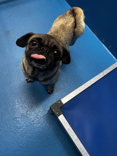 picture of the dog needing adoption