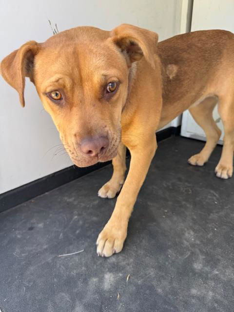 picture of the dog needing adoption