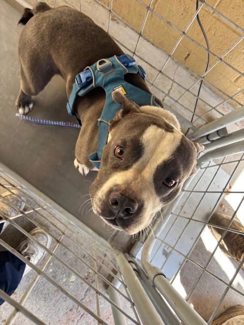 picture of the dog needing adoption