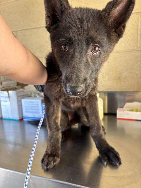 picture of the dog needing adoption