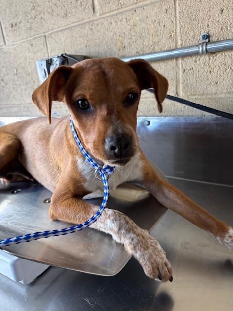 picture of the dog needing adoption