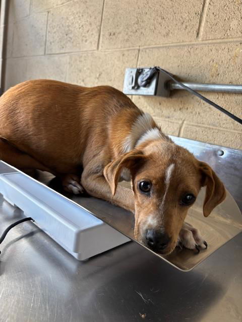picture of the dog needing adoption