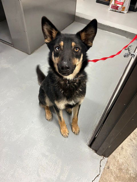 picture of the dog needing adoption