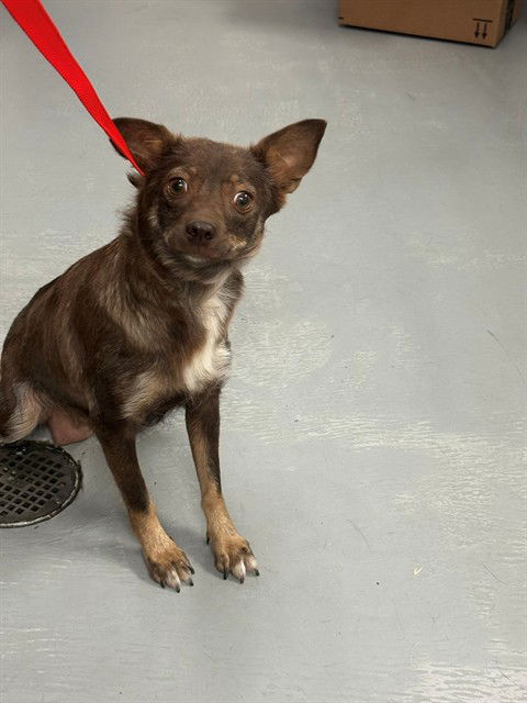 picture of the dog needing adoption