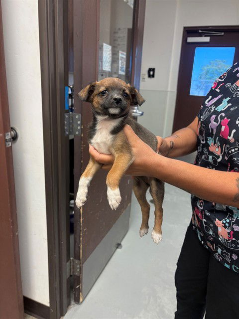 picture of the dog needing adoption