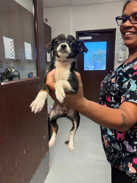 picture of the dog needing adoption