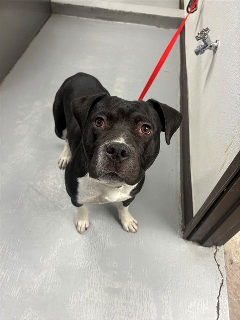 adoptable Dog in Bakersfield, CA named BUBBA