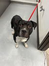 adoptable Dog in Bakersfield, CA named BUBBA