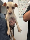 adoptable Dog in  named A159629