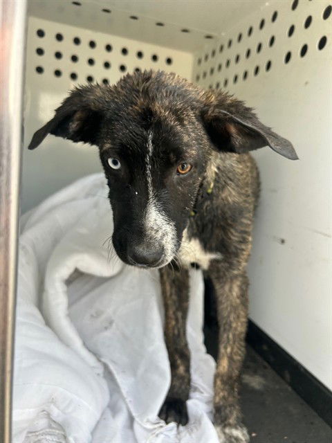 adoptable Dog in Bakersfield, CA named A160717