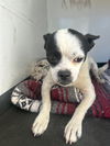 adoptable Dog in  named A160857