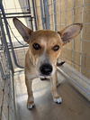 adoptable Dog in  named A160765
