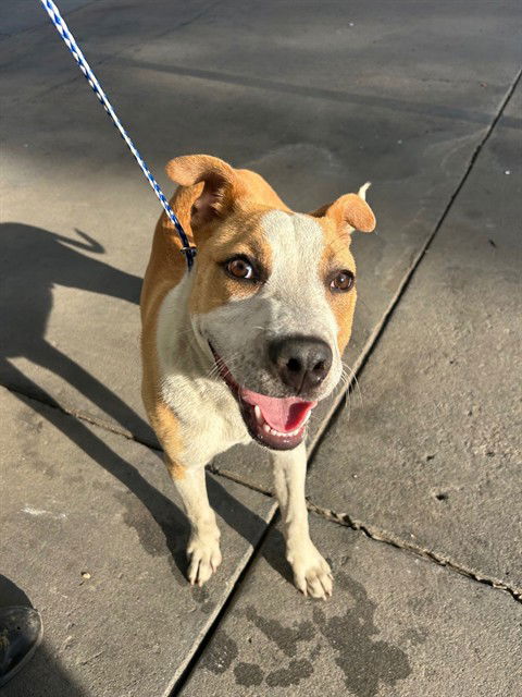 adoptable Dog in Bakersfield, CA named RUFUS