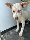 adoptable Dog in Bakersfield, CA named A160703
