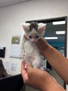 adoptable Cat in Bakersfield, CA named A160426