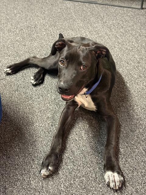adoptable Dog in Bakersfield, CA named CRUISY