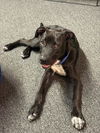 adoptable Dog in  named CRUISY