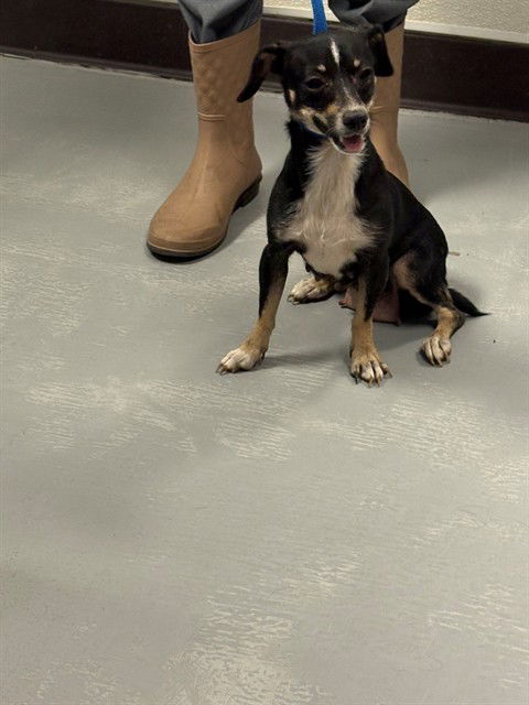 adoptable Dog in Bakersfield, CA named A161388