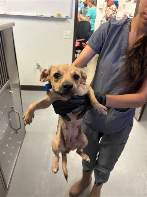 adoptable Dog in Bakersfield, CA named A161389