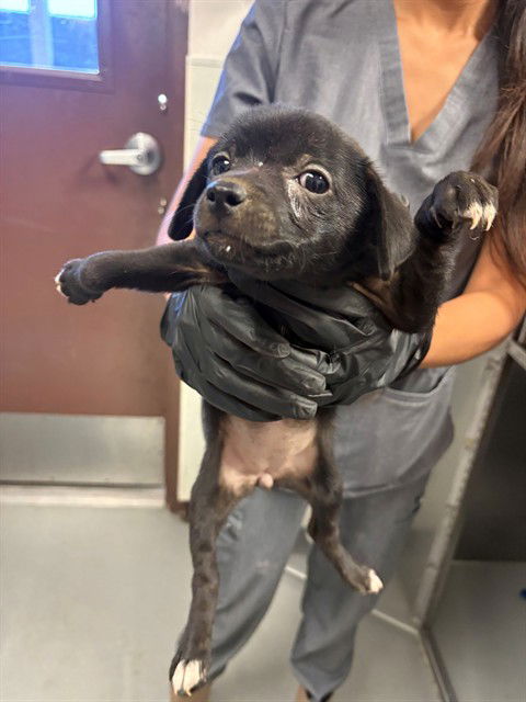 adoptable Dog in Bakersfield, CA named A161390