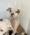 adoptable Dog in Bakersfield, CA named A161410