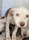 adoptable Dog in Bakersfield, CA named A161411