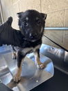 adoptable Dog in Bakersfield, CA named A161497