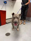 adoptable Dog in Bakersfield, CA named PRISCILLA
