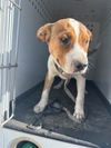 adoptable Dog in Bakersfield, CA named A161503