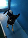 adoptable Dog in Bakersfield, CA named A161463