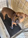 adoptable Dog in Bakersfield, CA named SPUNKY!