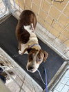 adoptable Dog in Bakersfield, CA named MYERS!