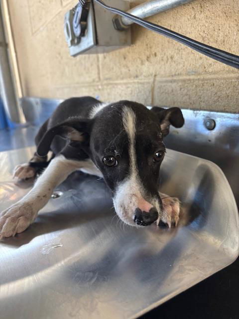 adoptable Dog in Bakersfield, CA named A161483