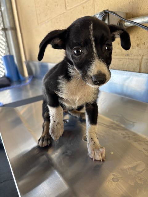 adoptable Dog in Bakersfield, CA named A161484