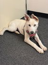 adoptable Dog in Bakersfield, CA named SUPRA