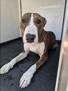 adoptable Dog in  named SPUDS