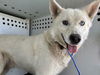 adoptable Dog in Bakersfield, CA named DYNO