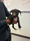 adoptable Dog in  named A161655