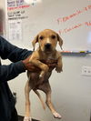 adoptable Dog in  named A161656