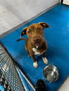 adoptable Dog in  named SASSY