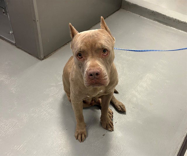 adoptable Dog in Bakersfield, CA named CANELA