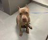 adoptable Dog in Bakersfield, CA named CANELA