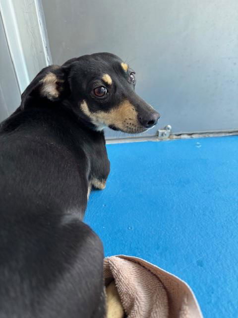 adoptable Dog in Bakersfield, CA named A161480