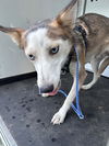 adoptable Dog in Bakersfield, CA named A161723