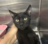 adoptable Cat in Bakersfield, CA named BELL GRANDE