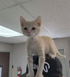 adoptable Cat in Bakersfield, CA named COSMO