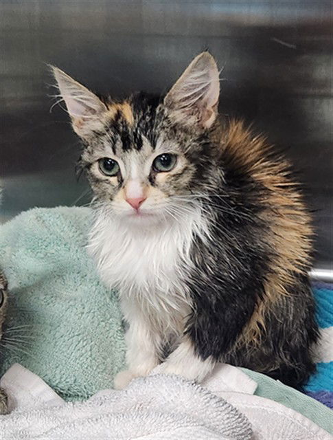 adoptable Cat in Bakersfield, CA named A160146