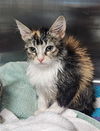 adoptable Cat in Bakersfield, CA named A160146