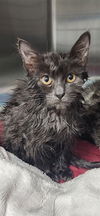 adoptable Cat in Bakersfield, CA named A160187