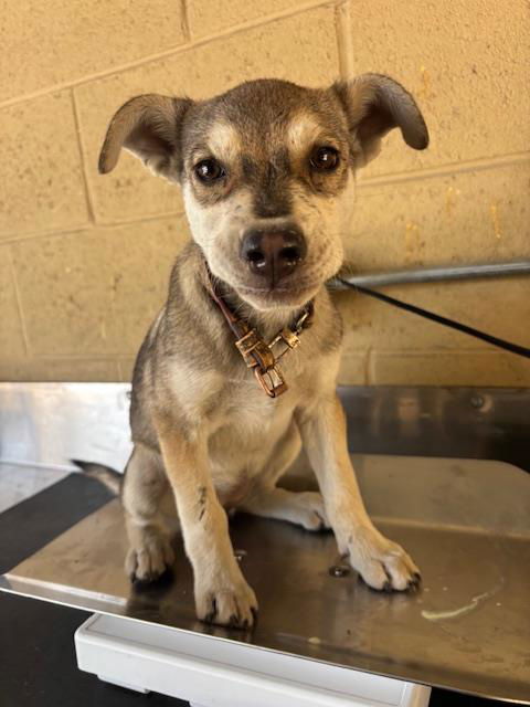 adoptable Dog in Bakersfield, CA named A161642